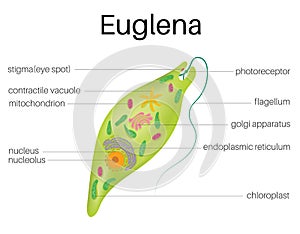 TheÂ structure andÂ diagramÂ of Euglena